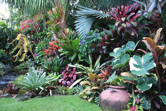Dennis Hundscheidt Tropical Garden - Sunnybank, Brisbane, Queensland, Australia -   24 tropical garden texas
 ideas