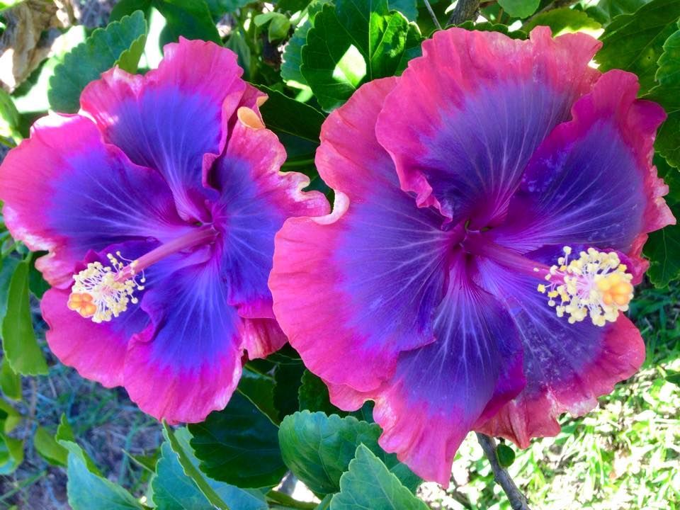 Purple Pashmina hibiscus!! I love these flowers!! -   19 hibiscus flower tattoo
 ideas
