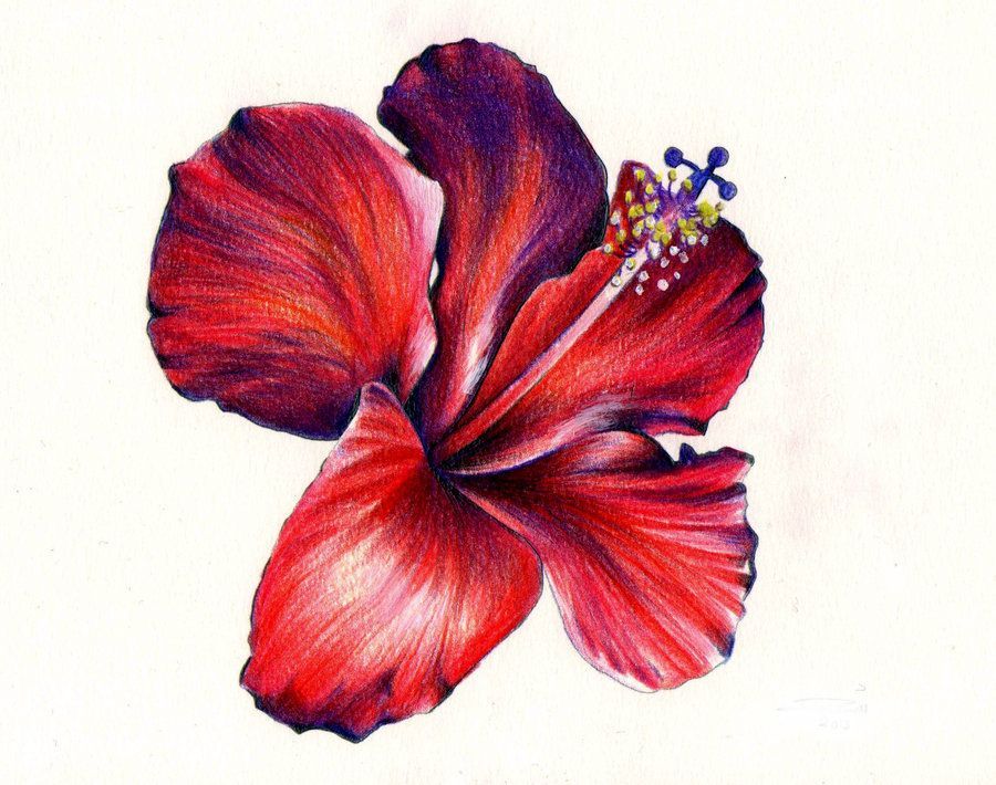 Hibiscus Flower Drawing - ClipArt Best -   19 hibiscus flower tattoo
 ideas