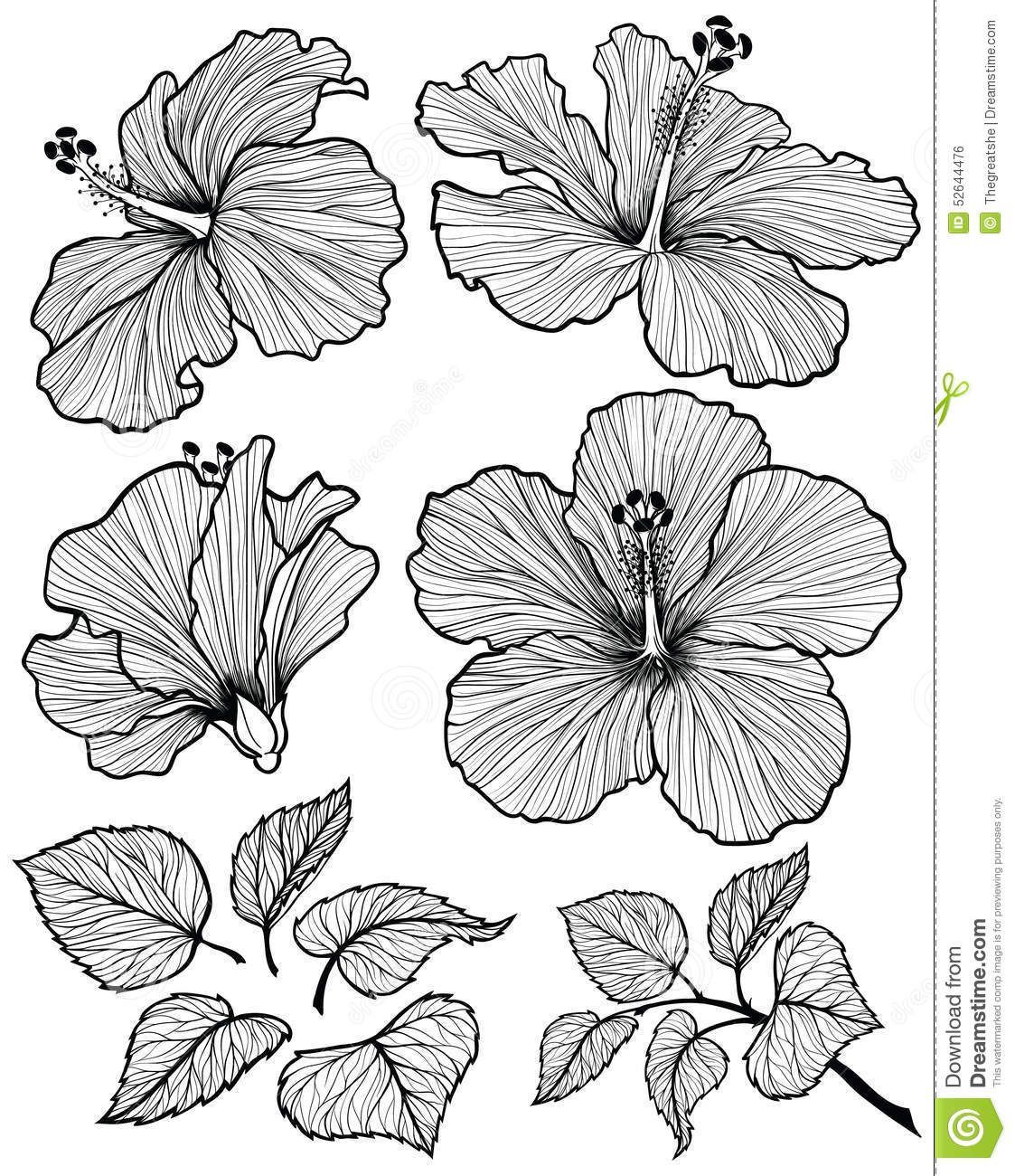 Hibiscus flower graphic head set with leaves and branch with leaves isolated on white background. Vector illustration, hand-drawn. -   19 hibiscus flower tattoo
 ideas