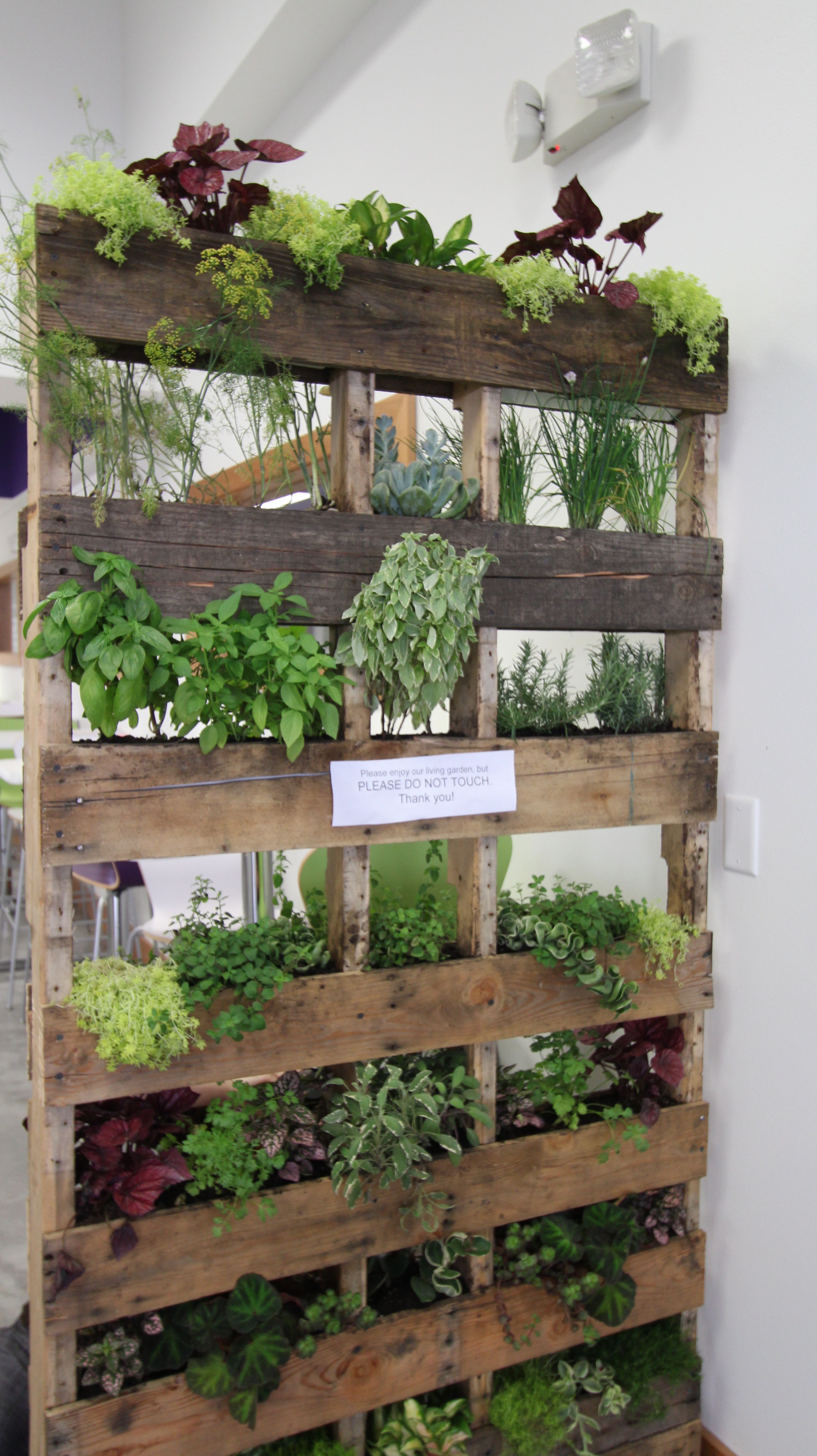 Vertical garden concept by Click Marketing Solutions, organic gardener Ben Stamats for Forever Health Cafe. -   21 kitchen garden cafe
 ideas
