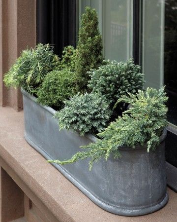 Plant a Tiny Winter Forest -   21 winter garden patio
 ideas