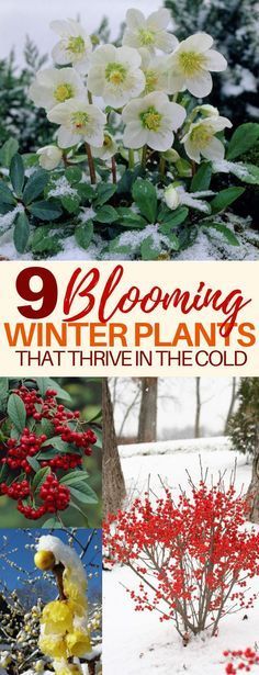 9 Beautiful Winter Plants and Flowers That Survive the Cold -   21 winter garden patio
 ideas