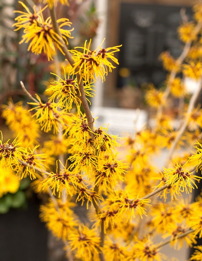 21 winter garden patio
 ideas