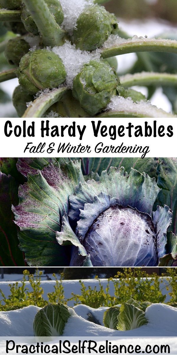 Cold Hardy Vegetables for Fall and Winter Gardening -   21 winter garden patio
 ideas