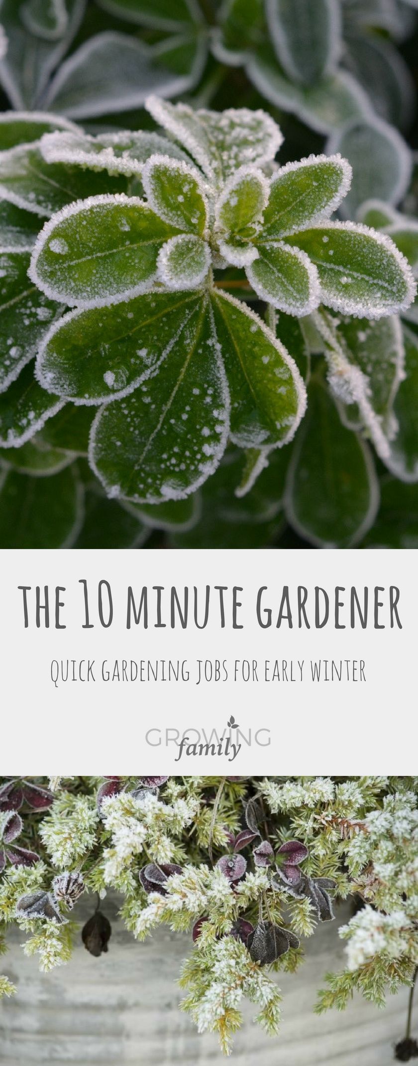 1. The 10-minute gardener: early winter gardening jobs -   21 winter garden patio
 ideas