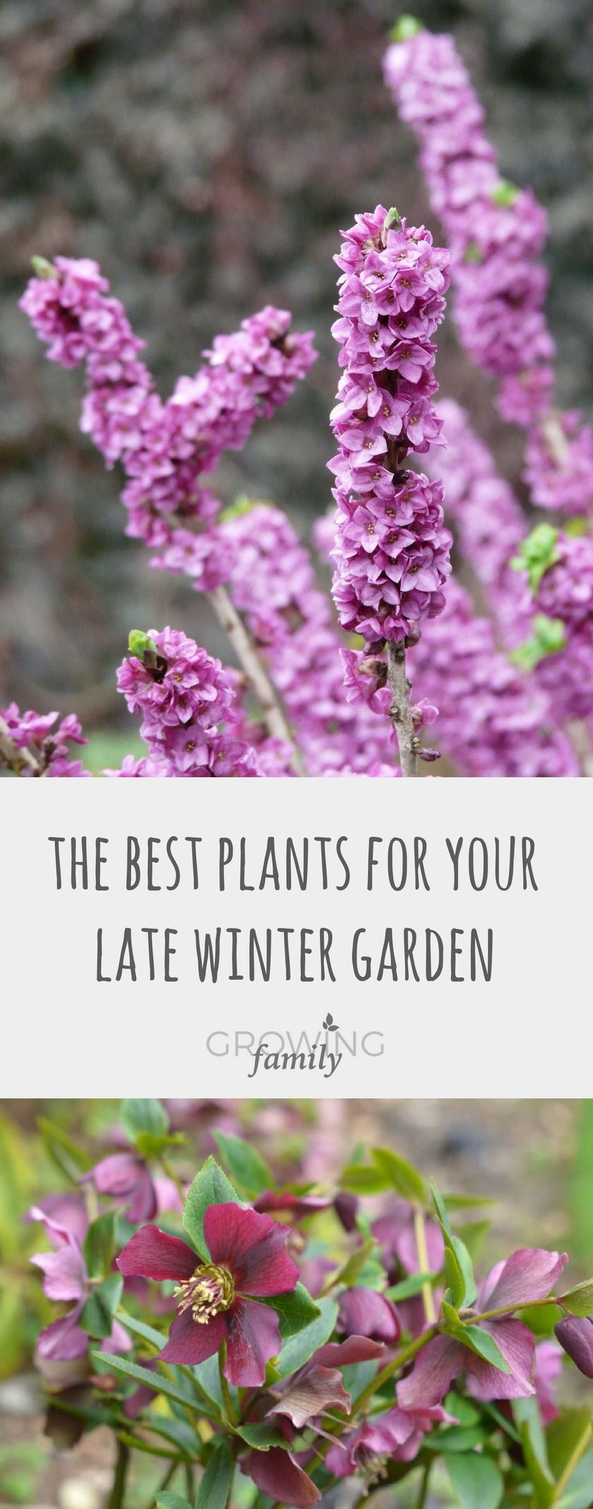 My top plants for your late Winter garden -   21 winter garden patio
 ideas