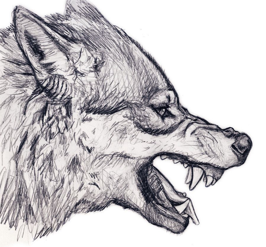 Growling wolf                                                       … -   22 growling wolf tattoo
 ideas