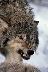 Gray Wolf (Canis lupus) growling, North America -   22 growling wolf tattoo
 ideas
