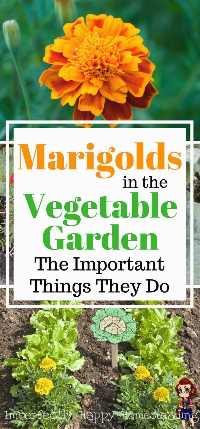 Marigolds in the Vegetable Garden 6 Important Things They Do -   23 garden tips hacks ideas
