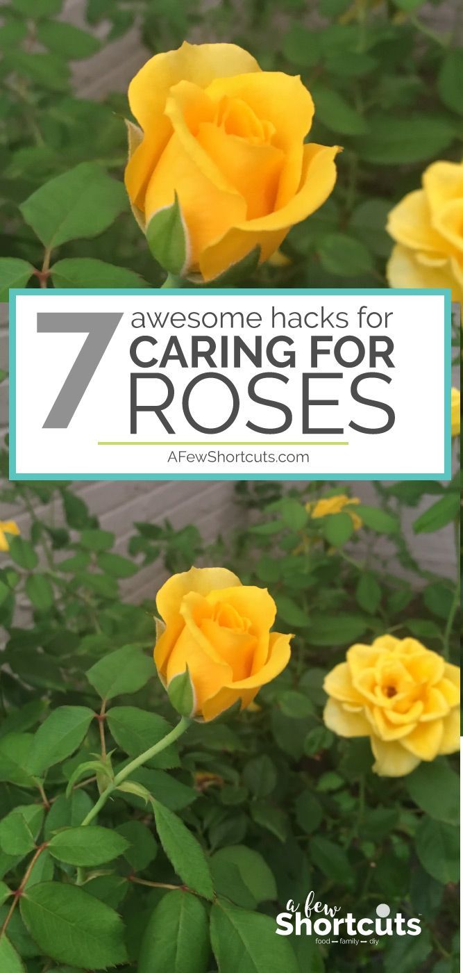 7 Awesome Hacks For Caring for Roses -   23 garden tips hacks ideas