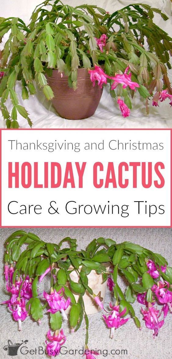 Holiday Cactus Care: How To Grow Thanksgiving and Christmas Cactus -   23 garden tips hacks ideas