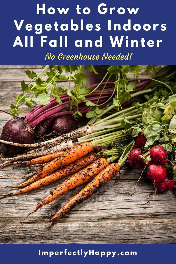 14 Vegetables You Can Grow Indoors in the Fall & Winter -   23 garden tips hacks ideas