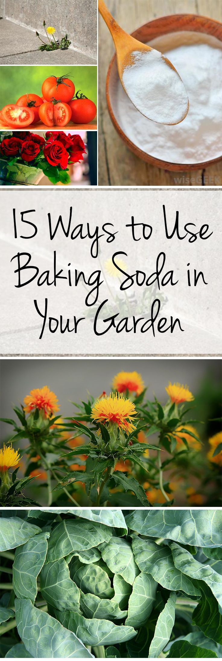 15 Ways to Use Baking Soda in Your Garden -   23 garden tips hacks ideas
