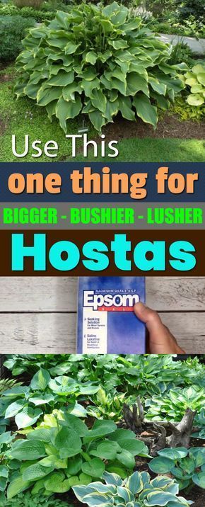 This One Secret Ingredient Will Help You Grow Bigger, Bushier, And Lusher Hostas -   23 garden tips hacks ideas