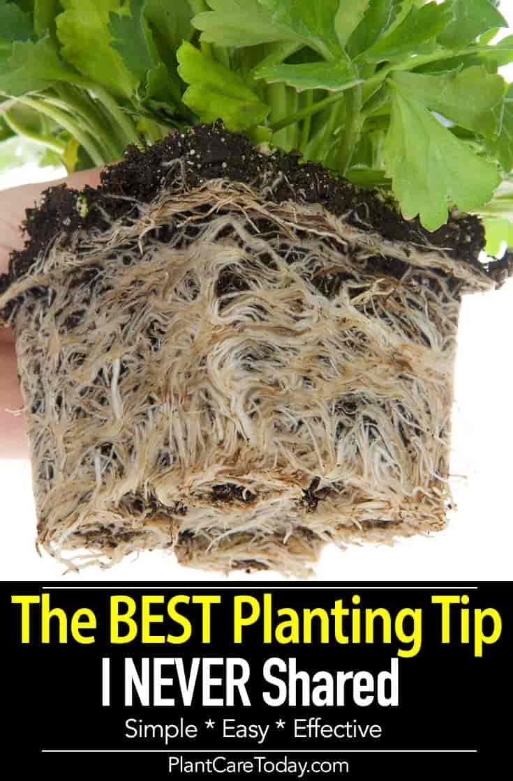 The BEST Planting Tip I Ever Received But Forgot To Share! -   23 garden tips hacks ideas