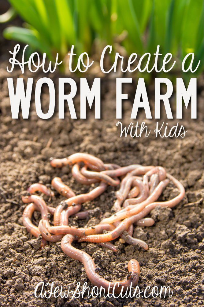 How to Create a Worm Farm with Kids -   23 outdoor garden for kids
 ideas