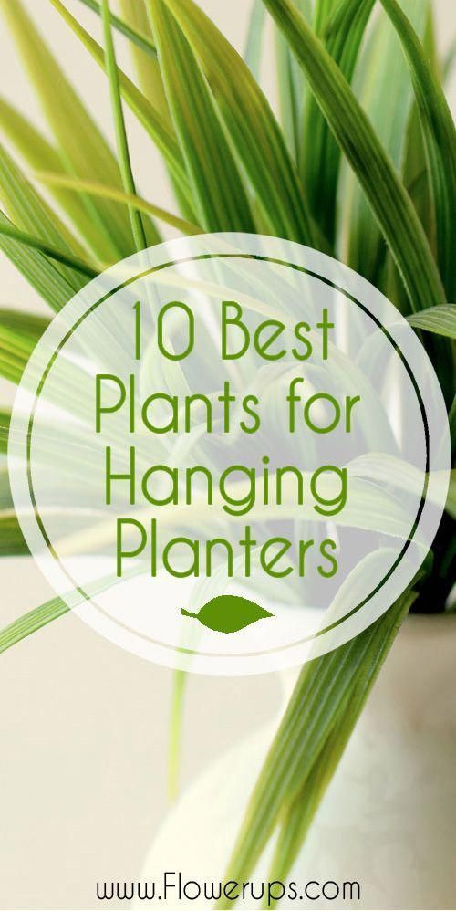 10 best plants for hanging planters. Great indoor plants for wall planters -   24 urban garden wall
 ideas