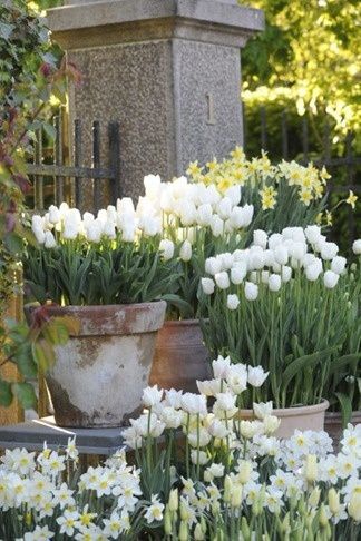 RANDAMBLINGS (RANDOM RAMBLINGS) -   24 white garden pots
 ideas