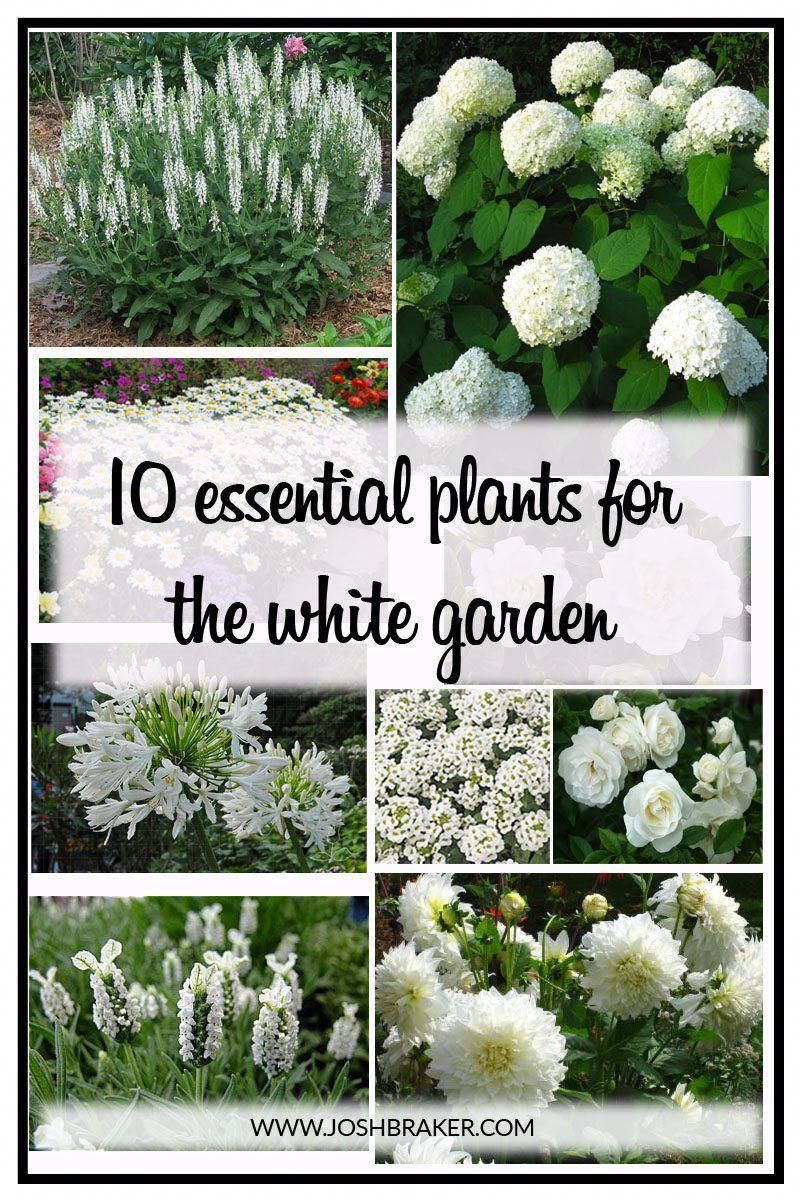Top 10 essential plants for the white garden. It goes without saying, white gardens are simply stunning. Crisp white flowers against the foliage is something that can be quite eye catching. You can make a very attractive display using plants with white flowers. White is clean, modern and simple. It’s everything a garden needs to … #gardendesign -   24 white garden pots
 ideas