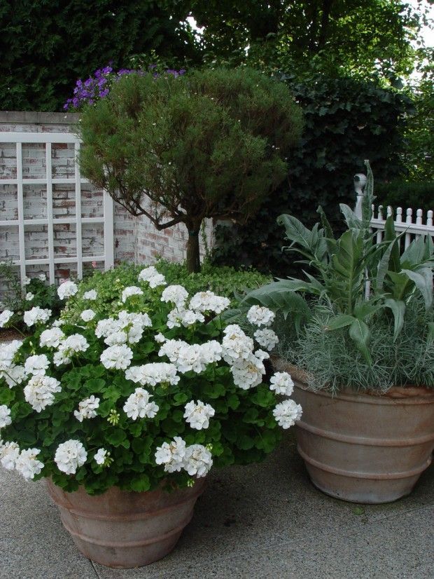 For a mass of white flowers all summer long, plant a pot of white geraniums, just remember to feed and deadhead often -   24 white garden pots
 ideas