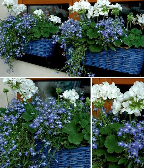 White Geraniums and Blue Trailing Lobelia. (I've done this arrangement with red Geraniums and White Trailing Lobelias too or white trailing Petunias and they look beautiful.) -   24 white garden pots
 ideas