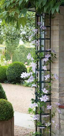Hide the downspout with a trellis.  I really like this idea and it looks great too. -   25 garden trellis clematis
 ideas
