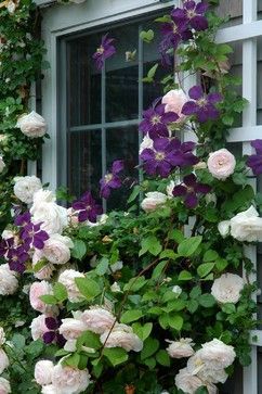 Deep violet Clematis growing through pale pink Eden Roses .. from Katie Moss landscape design -   25 garden trellis clematis
 ideas