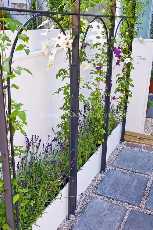 Good idea: raised bed behind trellis for climbing vine Clematis  next to white wall and Lavandula herb lavender plants, flagstone patio -   25 garden trellis clematis
 ideas