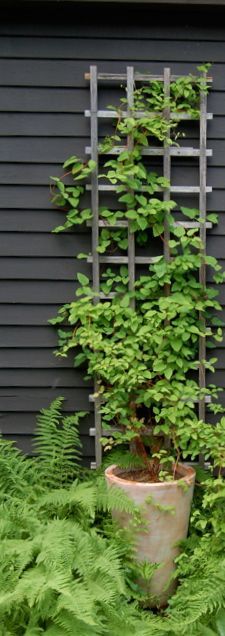 growing some clematis like this in a tricky spot ... tall container keeps the roots cool -   25 garden trellis clematis
 ideas