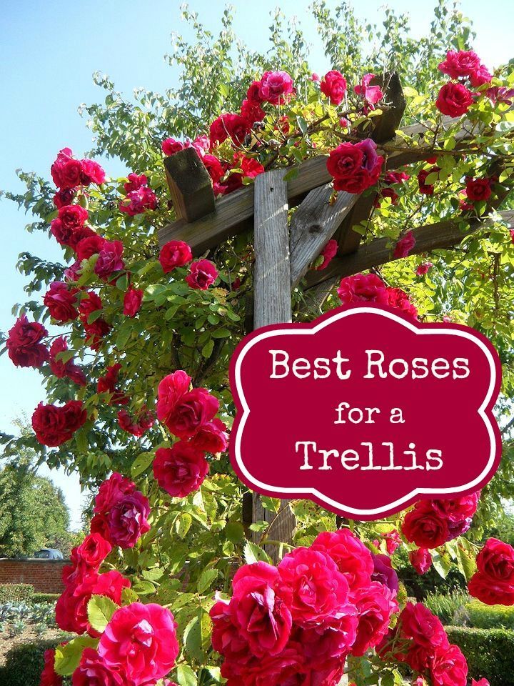 Best Roses to Use in an Archway or Trellis - Mom Foodie - Blommi -   25 garden trellis clematis
 ideas