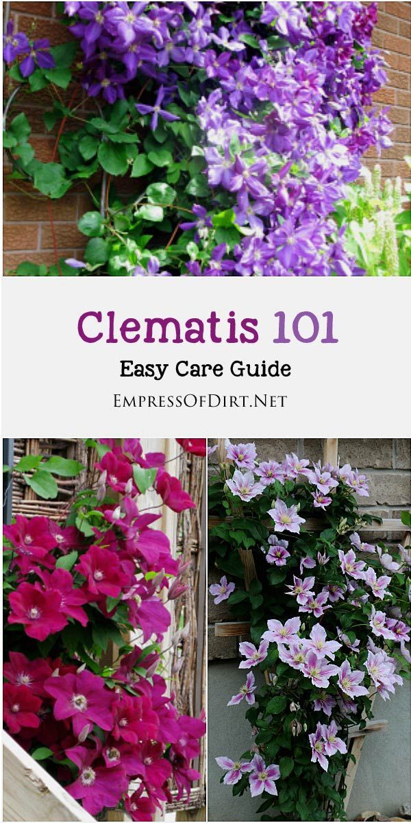Clematis 101 Easy Care Guide -   25 garden trellis clematis
 ideas