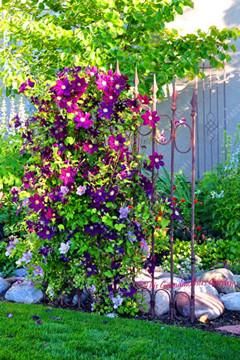 25 garden trellis clematis
 ideas