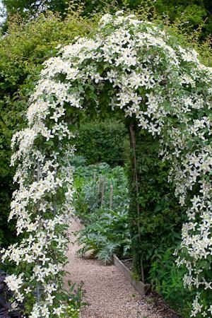 25 garden trellis clematis
 ideas