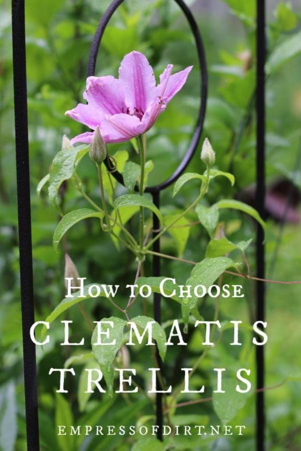 Tips for Choosing the Right Clematis Trellis -   25 garden trellis clematis
 ideas
