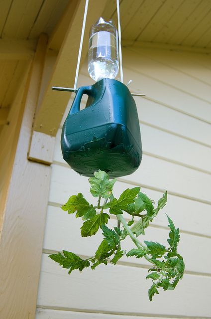 DIY hanging tomato planter -   25 garden water milk jug ideas