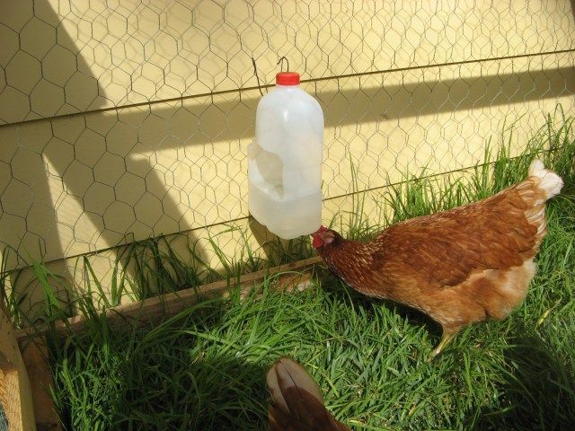 10 DIY Chicken Feeders and Waterers -   25 garden water milk jug ideas