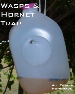 Take a gallon milk jug and cut an upside down V shape in the side 2/3 way up on the jug. Press the tab in. Pour fruit juice 1 inch deep into the jug. Put the cap back on the jug and hang. Insects enter through the hole and can't get out. -   25 garden water milk jug ideas