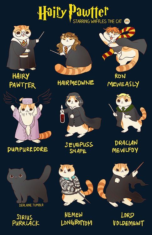 Waffles the Cat as Harry Potter (facebook | tumblr) -   25 harry potter characters
 ideas
