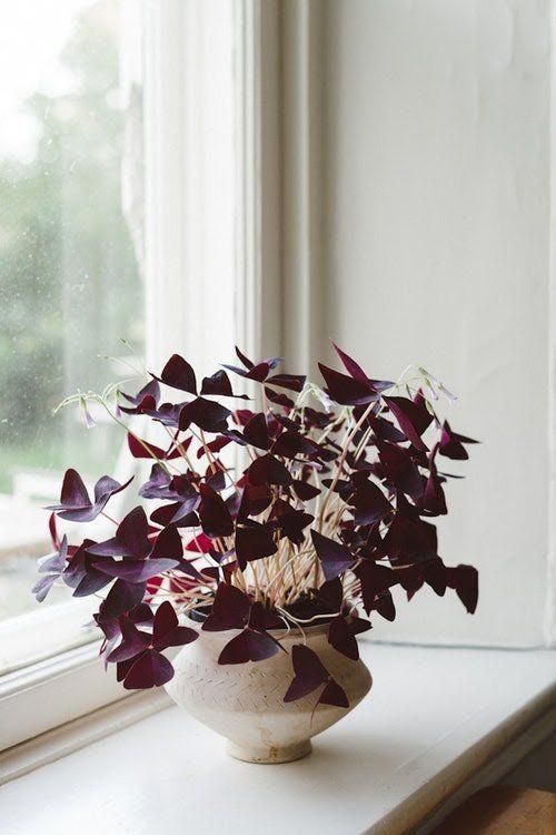 7 Houseplants With the Most Unique Leaves We've Ever Seen -   23 beautiful balcony garden
 ideas