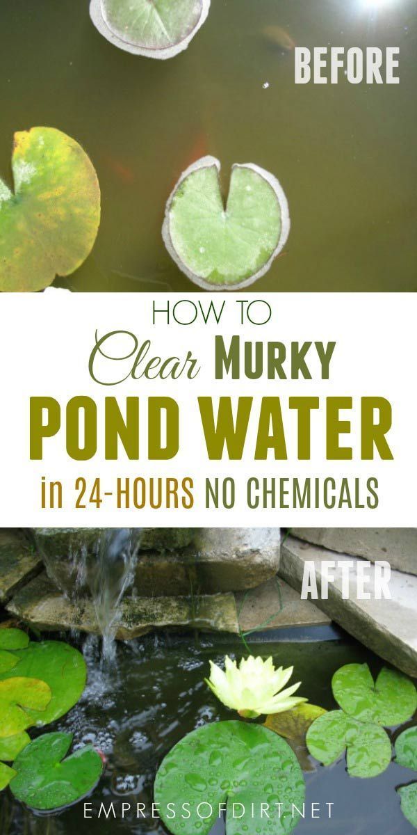The Clear Water Trick that Improves Murky Pond Water in Hours -   23 small garden lawn
 ideas