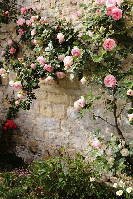 0285 -   24 english garden wall
 ideas