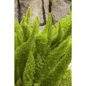 Monrovia 3-Quart Foxtail Fern 003151 -   24 winter garden zone 9
 ideas