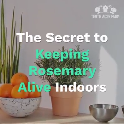 Learn how to keep rosemary alive indoors -   24 winter garden zone 9
 ideas