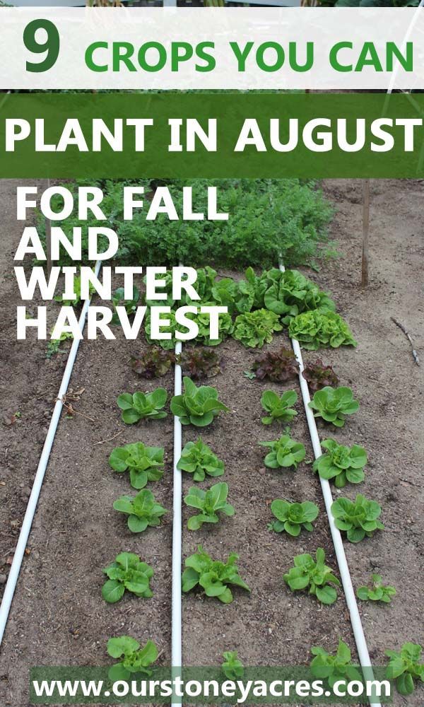 9 crops you can plant in August for fall and winter harvest -   24 winter garden zone 9
 ideas