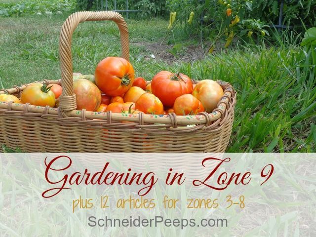 Zone 9 Gardening plus get planting tips by zone for zones 3-8 -   24 winter garden zone 9
 ideas