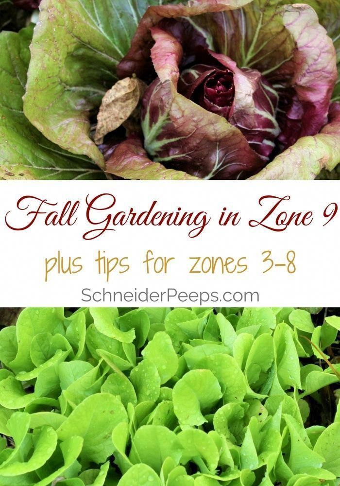 Fall gardening in zone 9 will mean that, for the most part, you start later than other zones. But the season is really long! Here are some tips to help you have a productive fall garden. -   24 winter garden zone 9
 ideas