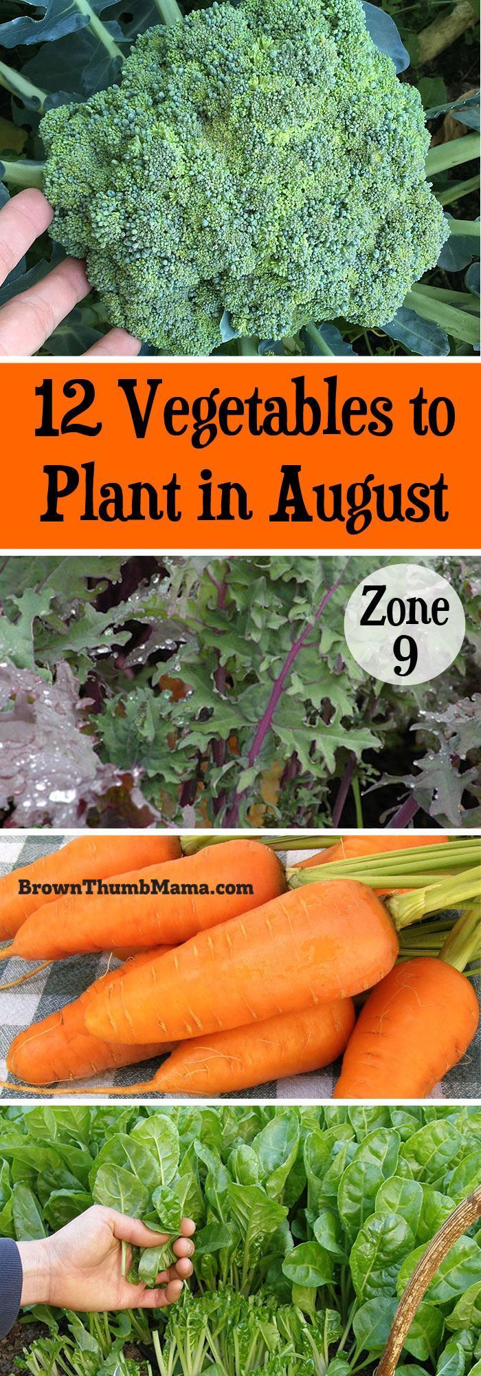 12 Vegetables to Plant in August {Zone 9 -   24 winter garden zone 9
 ideas