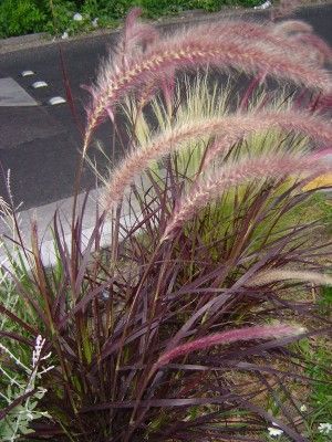 Growing Purple Fountain Grass – How To Take Care Of Purple Fountain Grass -   24 winter garden zone 9
 ideas