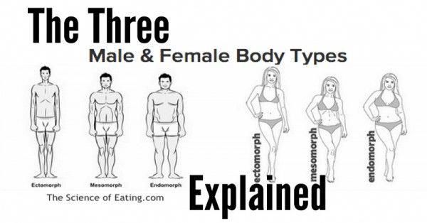 There are three general categories of Male & Female body types: Ectomorph, Mesomorph, and Endomorph. Many people think that “body type” just describes the way a person looks, but your body type can also provide information about how you respond to food intake and your hormonal and sympathetic nervous system (SNS) characteristics. These factors can be linked to metabolic [...] #fitnessChallenge -   15 male fitness nutrition
 ideas